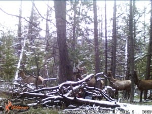 Spring Black Bear Hunting in Wyoming