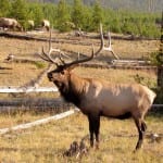 Elk-in-nature-Amy-Hern-150x150
