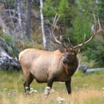 Figure-1-Photo-A-photograph-of-a-North-American-Elk-a-dream-game-for-many-hunters-around-the-world-and-Laura-Heinrichs-new-hunting-goal-150x150 Figure-1-Photo-A-photograph-of-a-North-American-Elk-a-dream-game-for-many-hunters-around-the-world-and-Laura-Heinrichs-new-hunting-goal-150x150