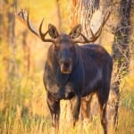 Moose1-web-150x150 Moose1-web-150x150