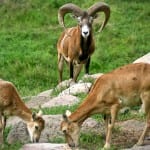 European Mouflon (Ovis aries orientalis)