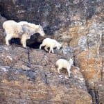 Mountain_goat_web_JO-150x150 Mountain_goat_web_JO-150x150