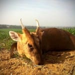 Muntjac_WJ_JO_web-150x150 Muntjac_WJ_JO_web-150x150