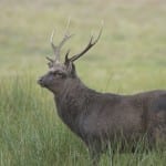 Sika-in-nature-150x150 Sika-in-nature-150x150