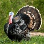 Turkey-in-nature-150x150 Turkey-in-nature-150x150