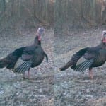Turkey_Trail_Cam-150x150 Turkey_Trail_Cam-150x150