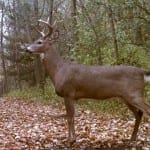 Whitetail-Photo-for-WGOM-150x150 Whitetail-Photo-for-WGOM-150x150