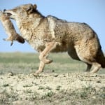 outdoorsman-Fotolia.com_-150x150 outdoorsman-Fotolia.com_-150x150